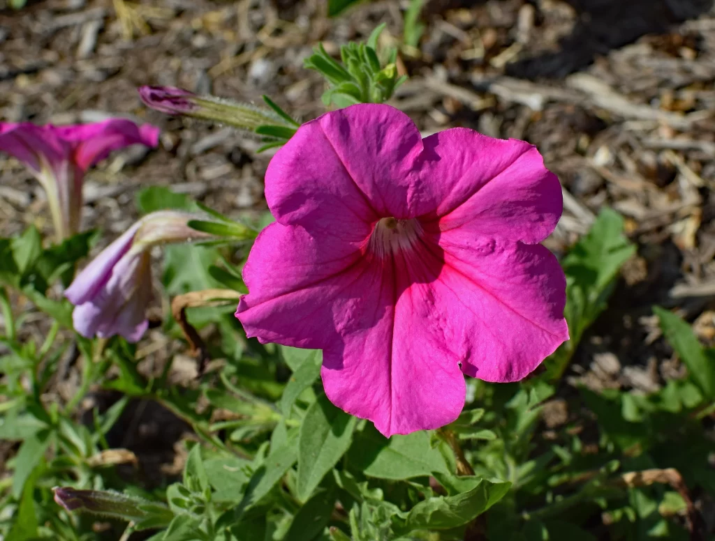 Pink Morning Glory Petals Bloom gray Garden