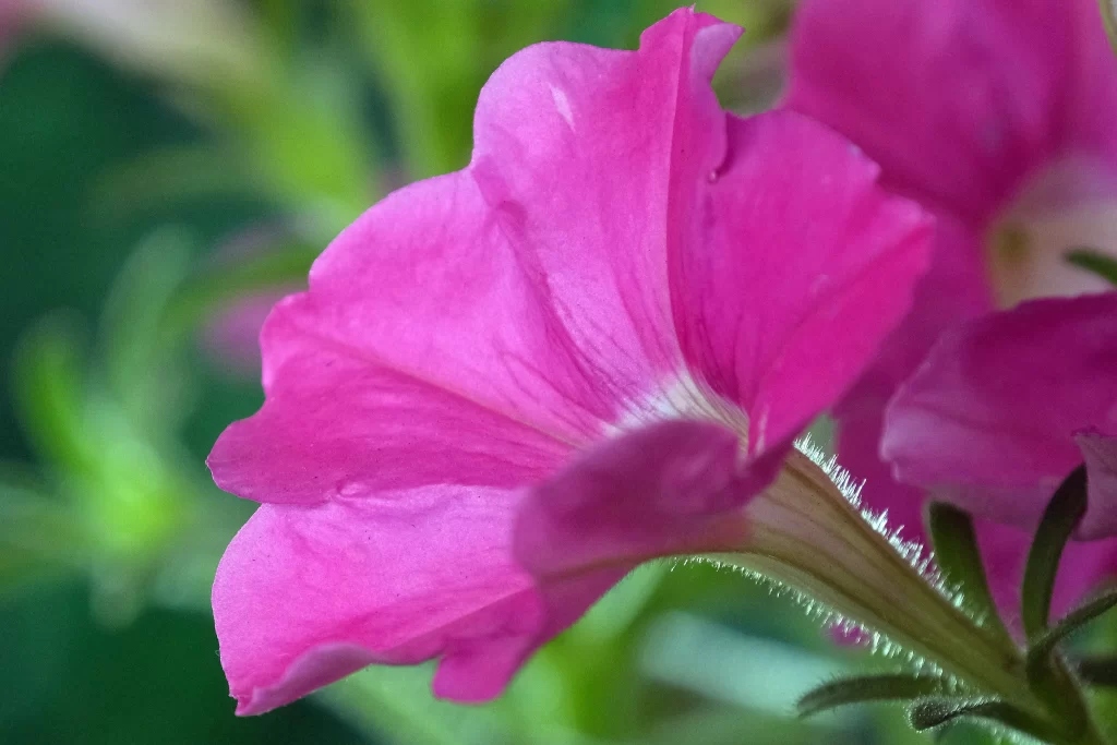 Pink Morning Glory Petals Fuzzy Stamen Green Leaves