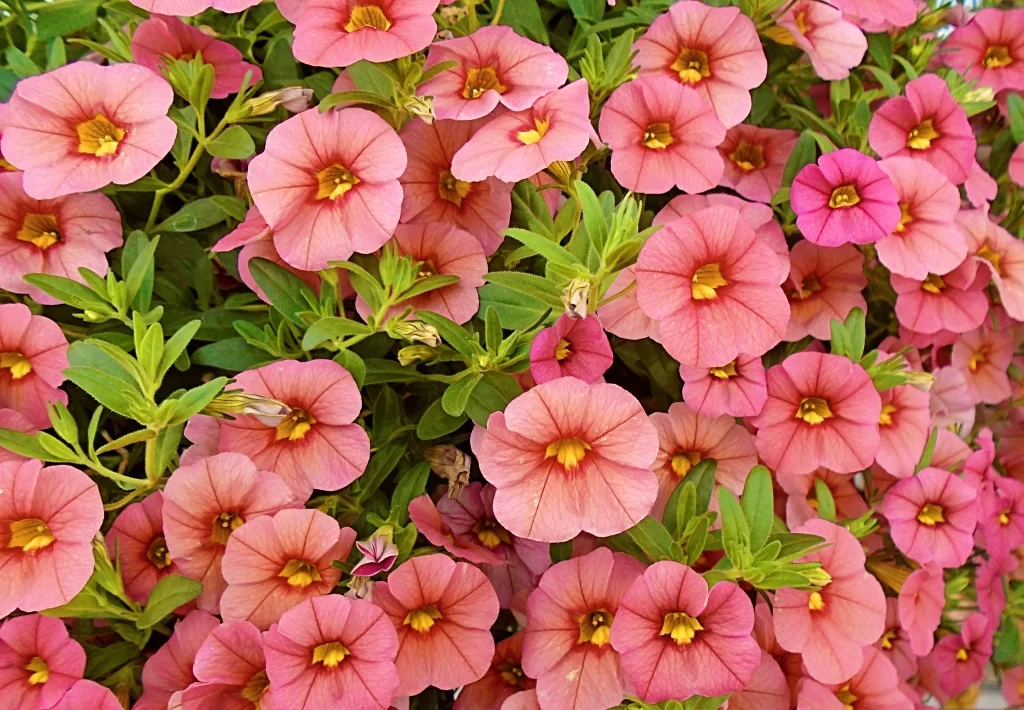 Pink Morning Glory Petals Yellow Center Dense Blooms