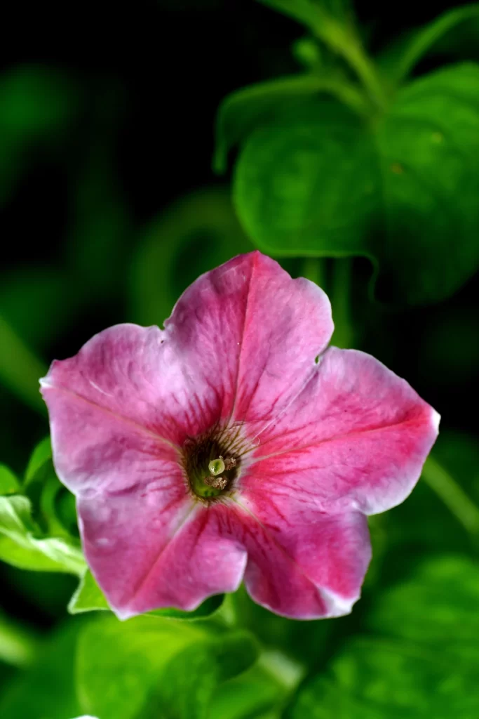 Pink Morning Glory Petals Green gray Leaves