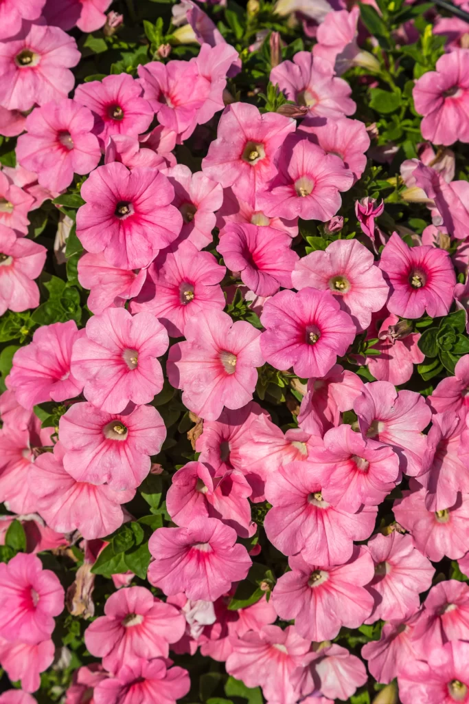 Pink Morning Glory Petals Blooming warm Dense