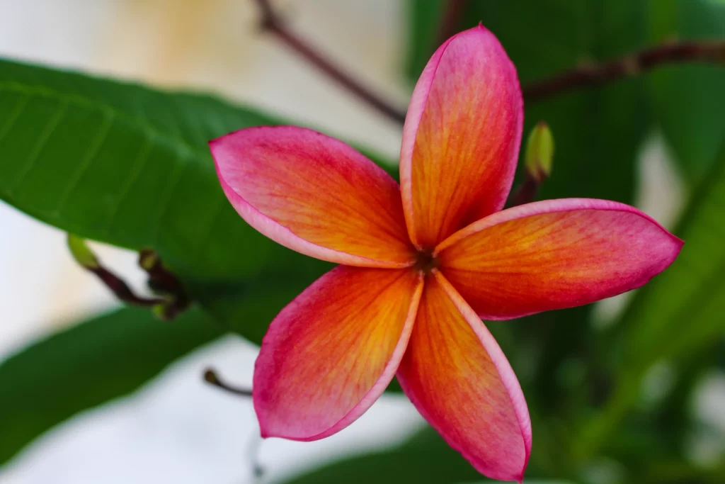 Pink Orange Petals Plumeria Flower Nature
