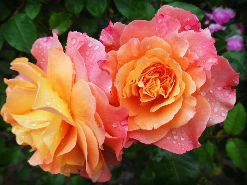 Pink Orange Rose Petals Dewdrops