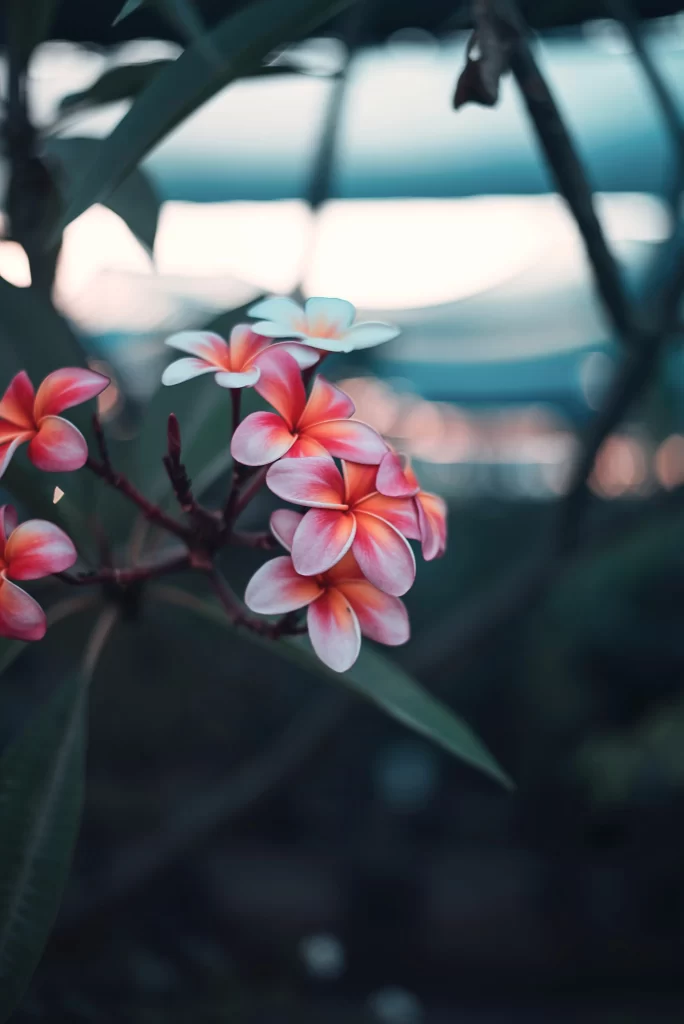 Pink Orange White Petals Tropical Flower