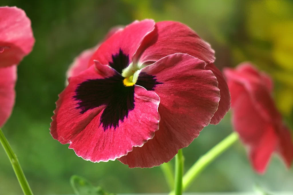 Pink Pansy Petals Dark Center Yellow Spot