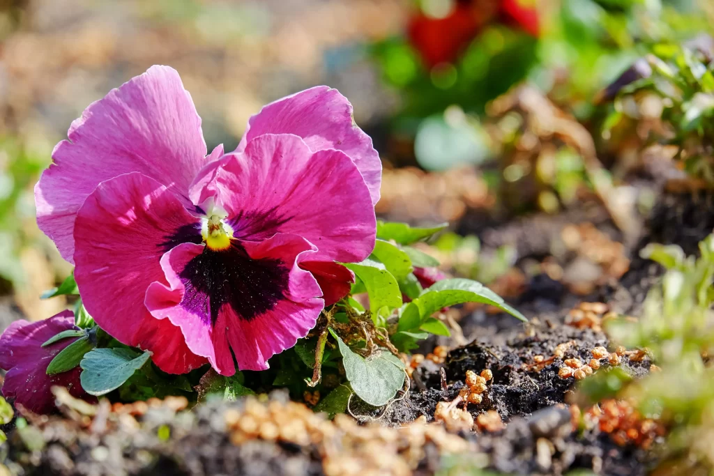 Pink Pansy Petals Dark Center Yellow Eye