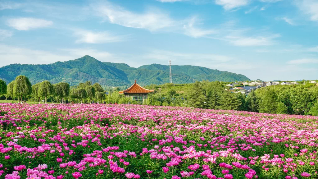 Pink Peony Blooms Lush Greenery Scenic