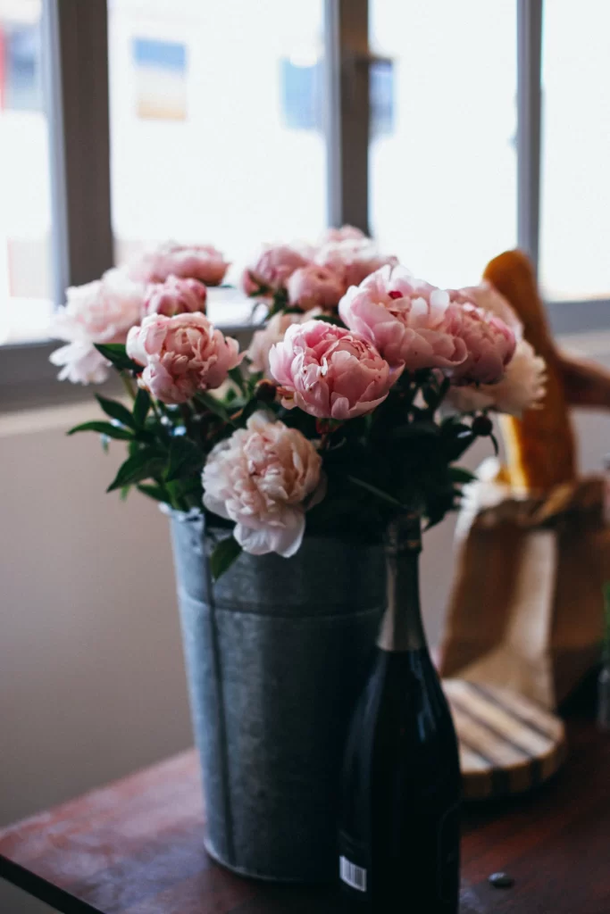 Pink Peony Blooms Petals Green Leaves