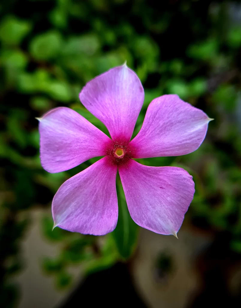 Pink Periwinkle Petals Center Yellow