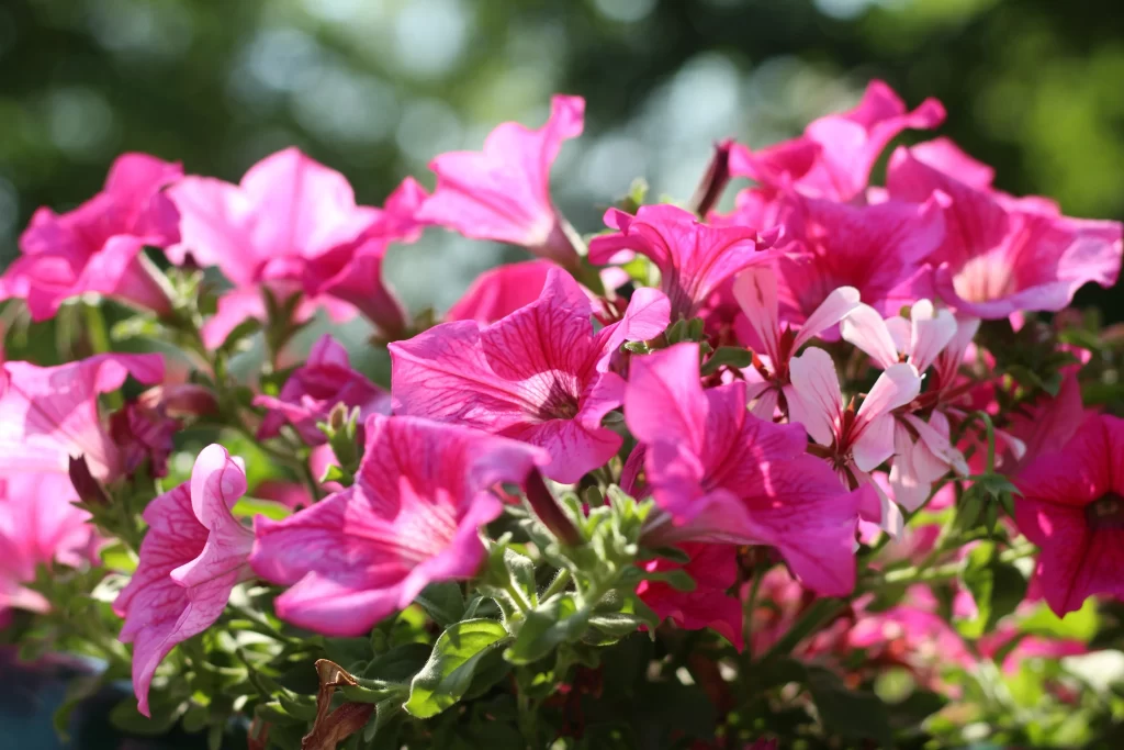 Pink Petals Blooming Sunlight