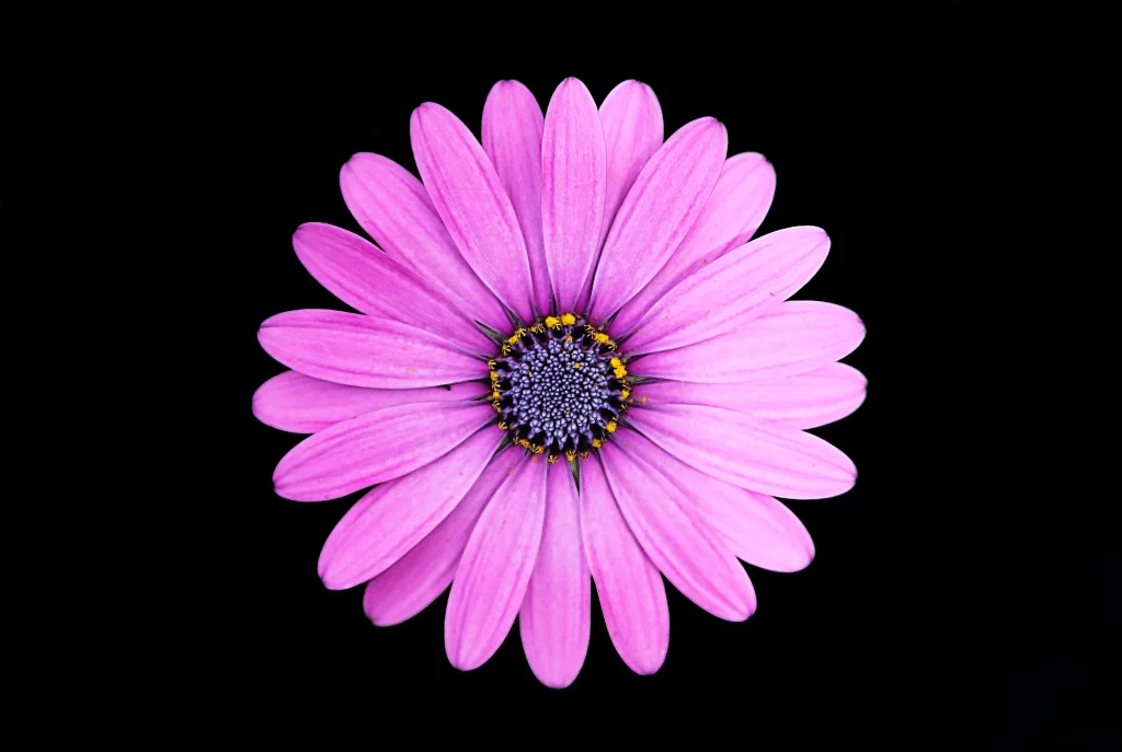 Pink Petals Center Yellow Purple