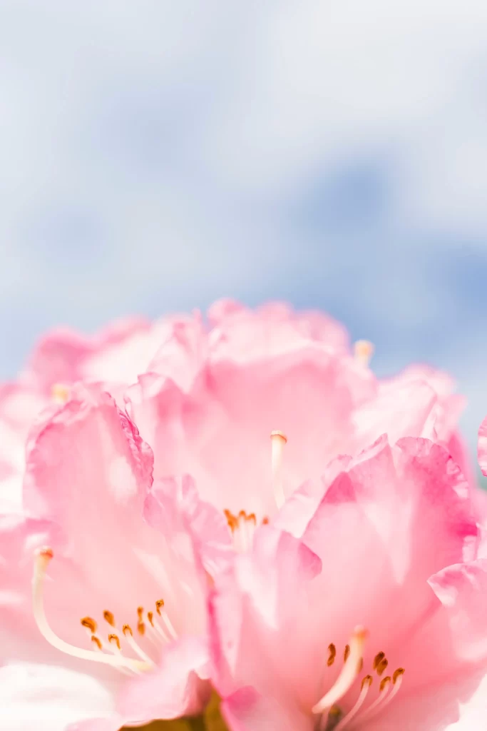 Pink Petals Delicate Stamen Soft Focus