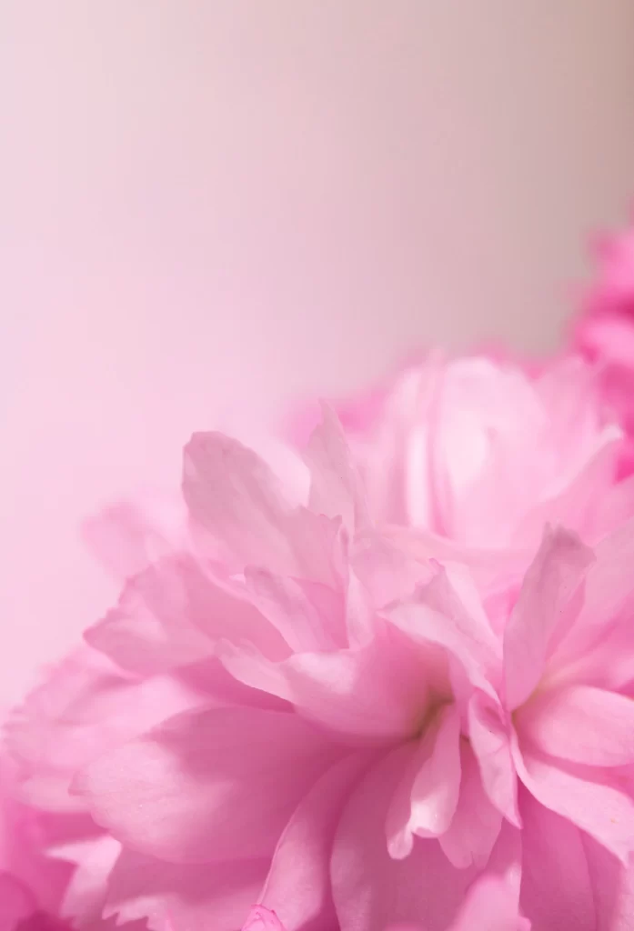 Pink Petals Soft Focus Delicate Texture Blurred Background