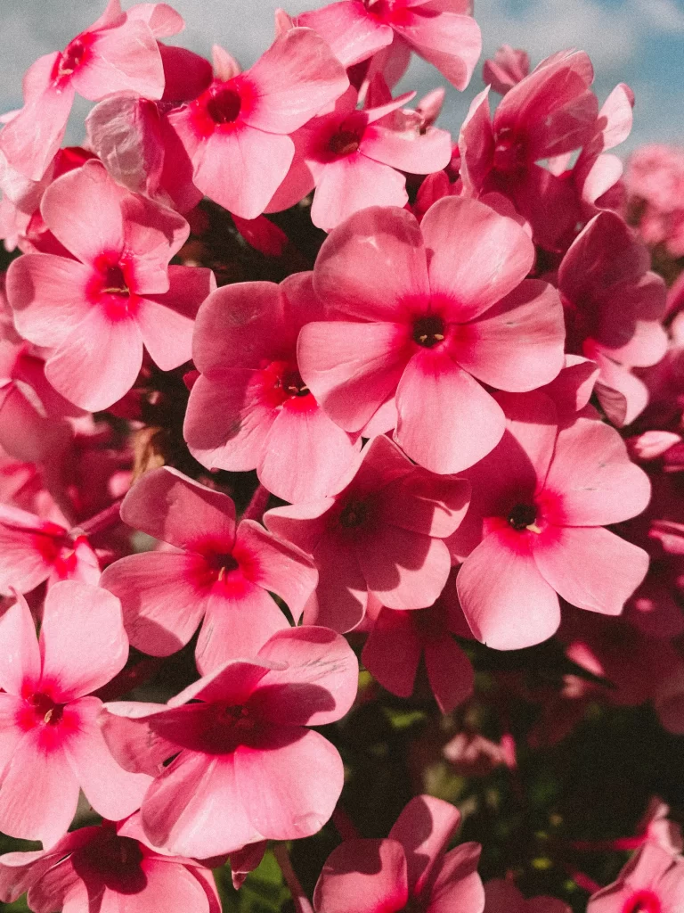 Pink Phlox Petals Blooming Sunlight