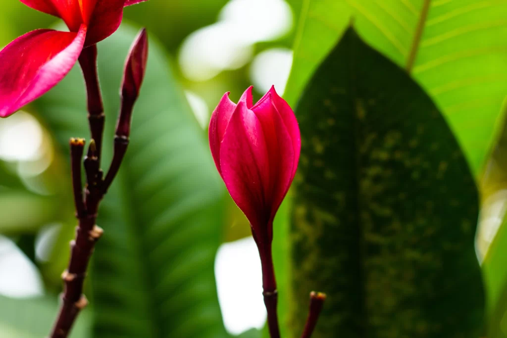 Pink Plumeria Bloom Petals Green Leaves