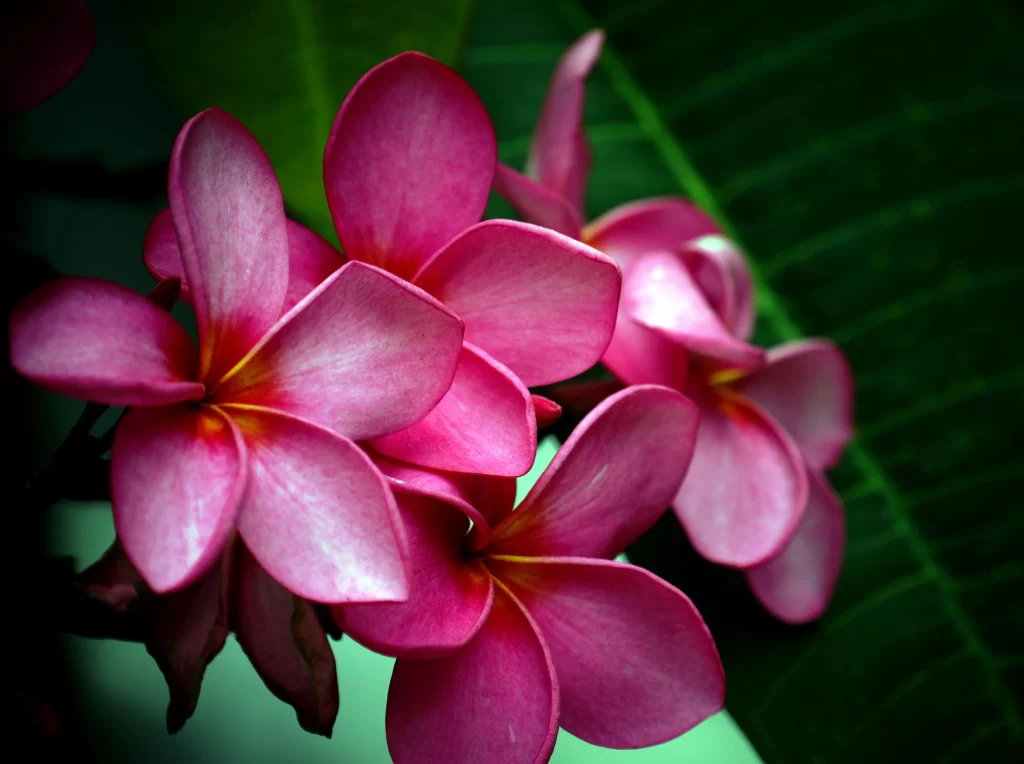 Pink Plumeria Petals Bloom Green warm Leaves