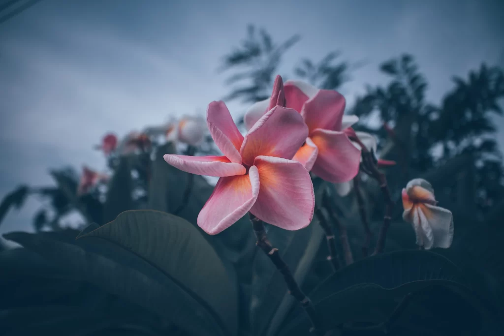 Pink Plumeria Petals Bloom gray Nature