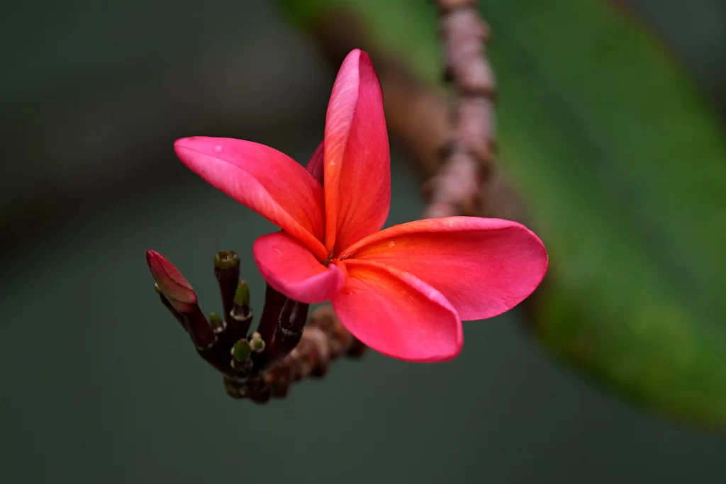 Pink Plumeria Petals Bloom Bud