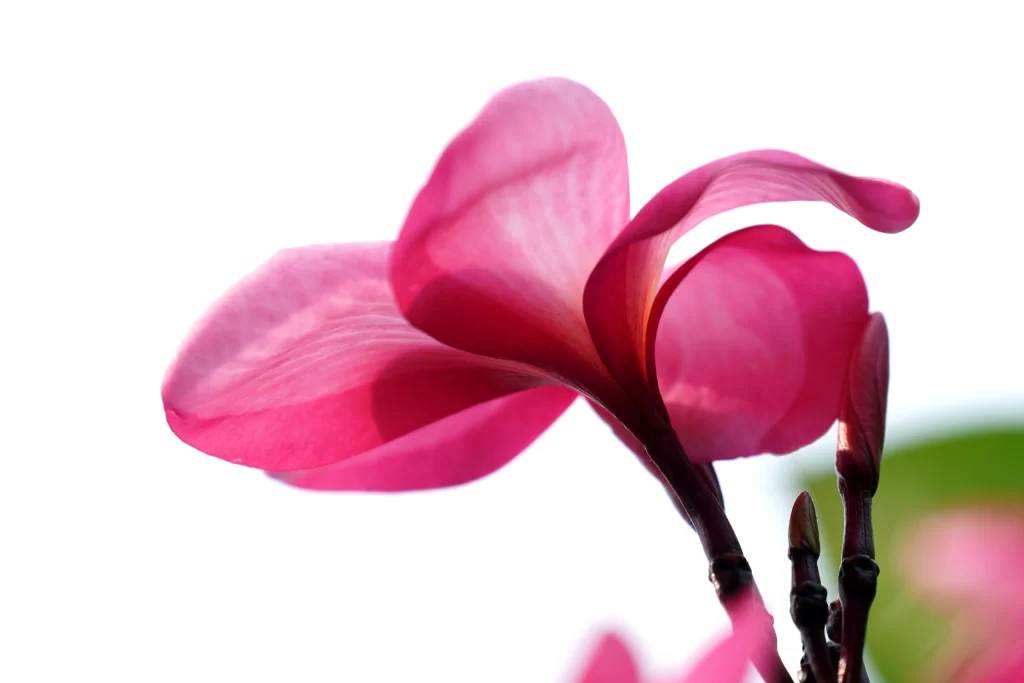 Pink Plumeria Petals Bloom Stem