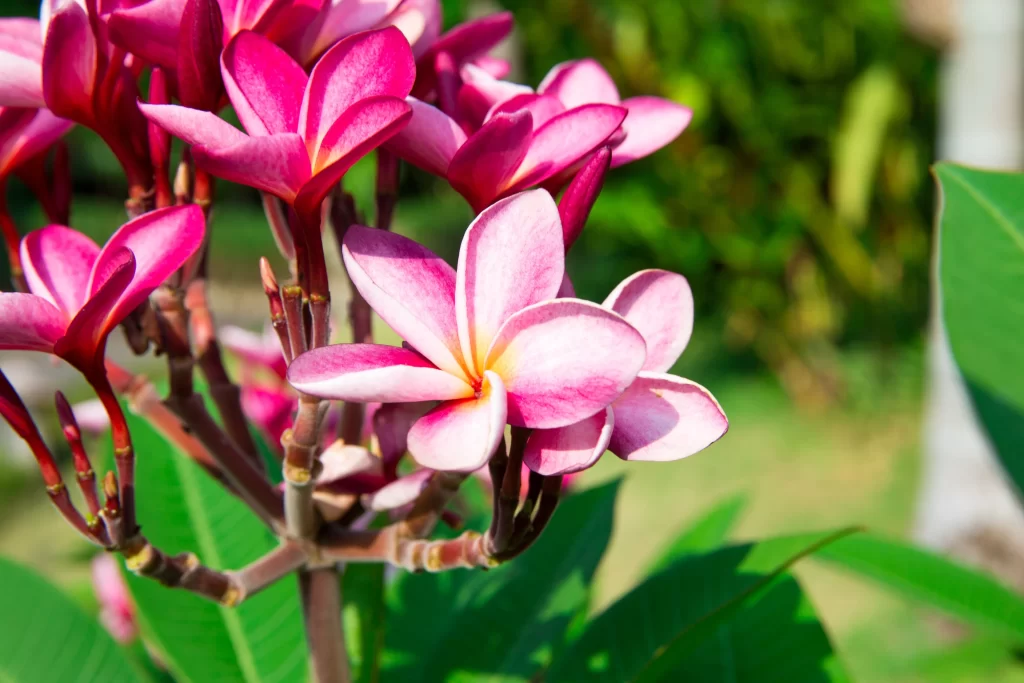 Pink Plumeria Petals Bloom Green warm Leaves
