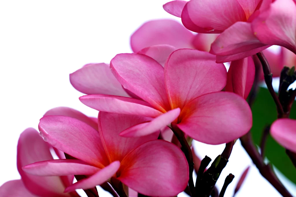 Pink Plumeria Petals Bloom warm Nature