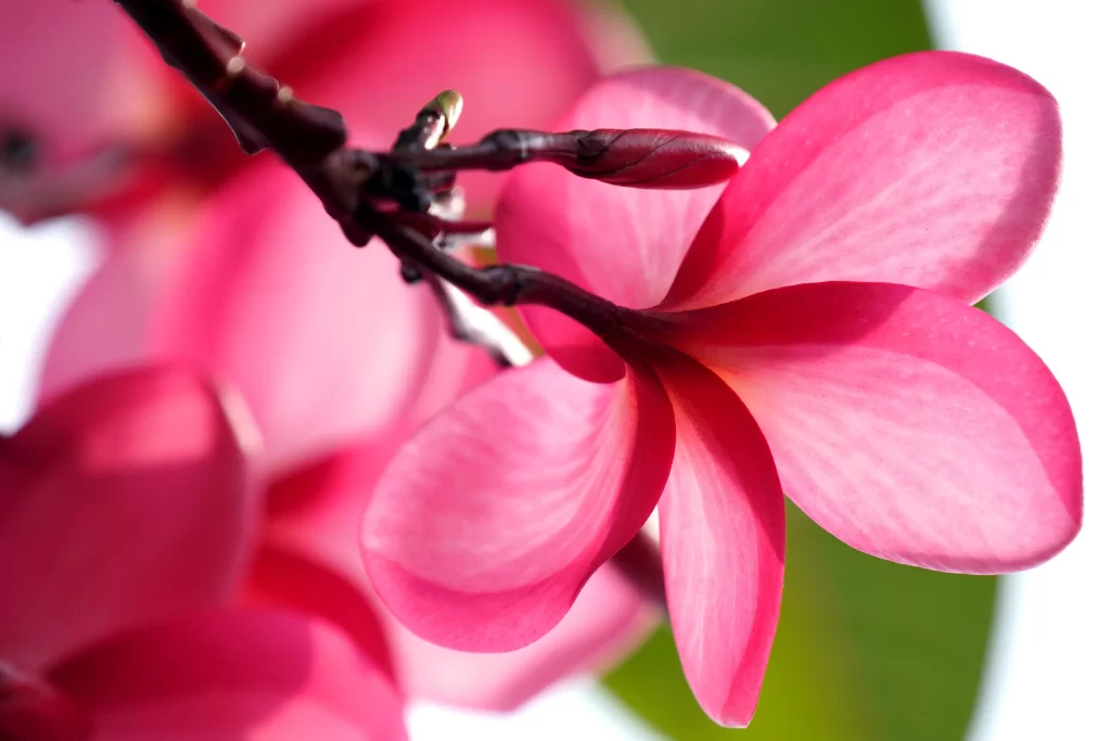 Pink Plumeria Petals Branch warm Bloom