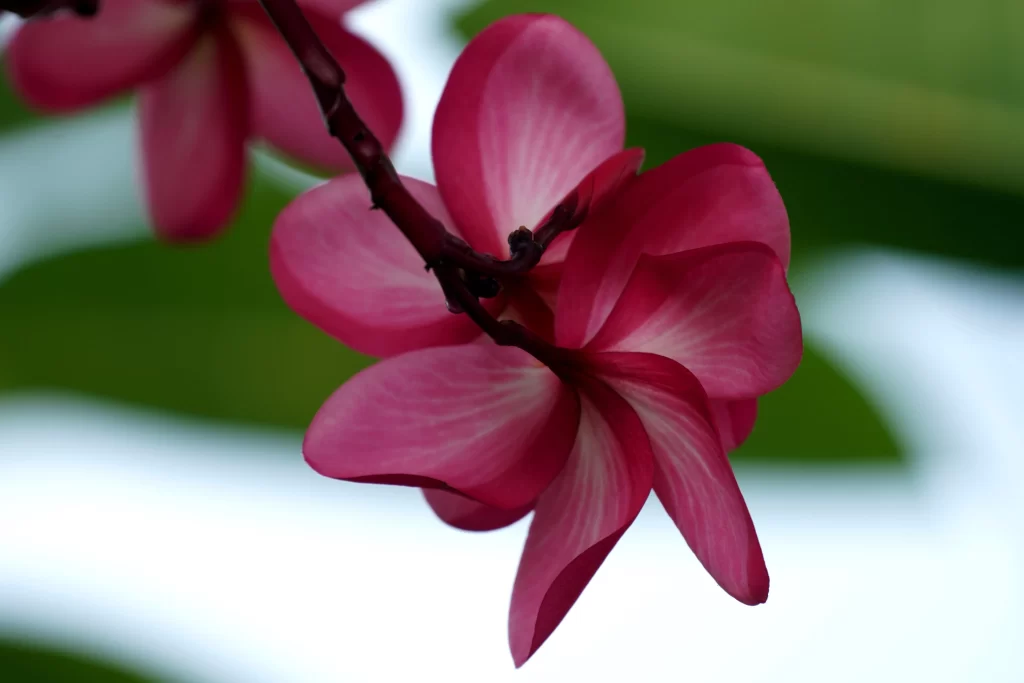 Pink Plumeria Petals Branch gray Bloom