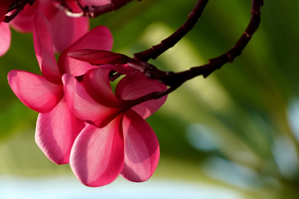 Pink Plumeria Petals Branches Sunlight