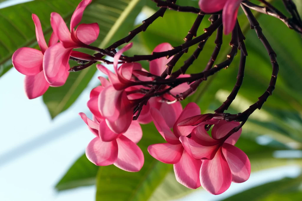 Pink Plumeria Petals Branches Green Leaves