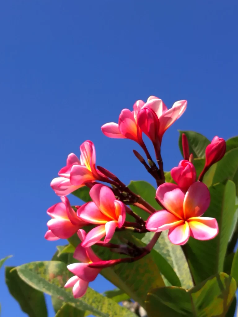 Pink Plumeria Petals Bright Yellow Center Blue Sky