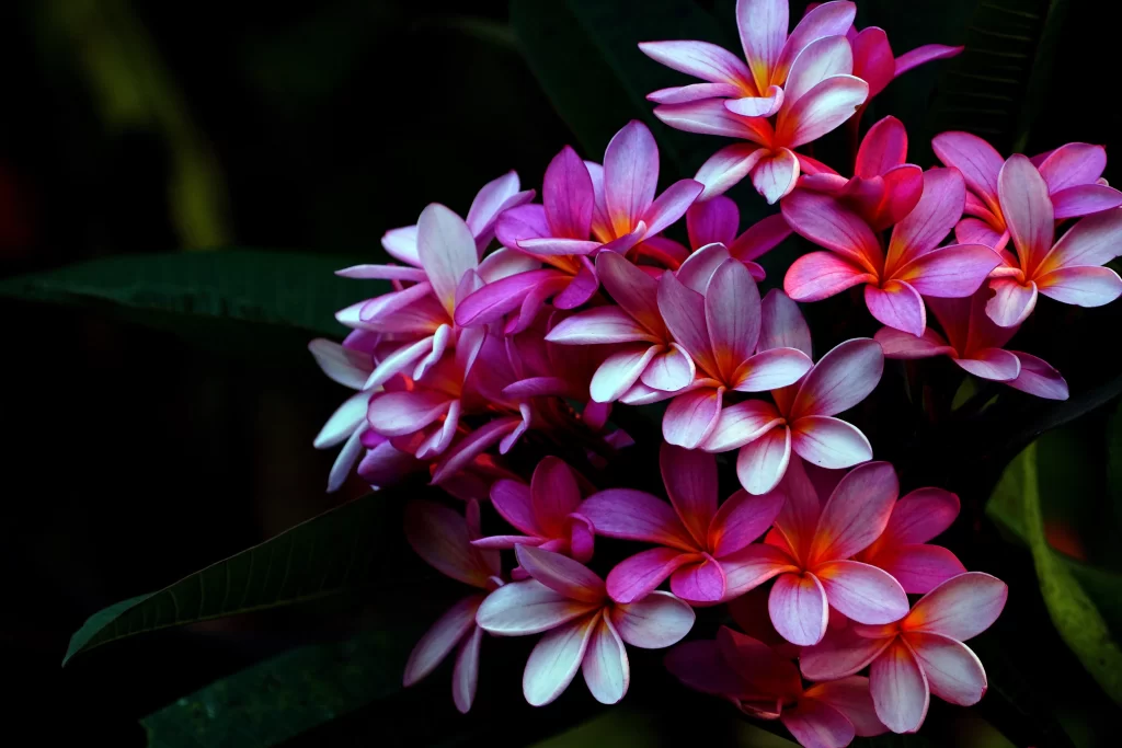 Pink Plumeria Petals Cluster Dark Background