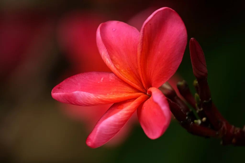 Pink Plumeria Petals Dewdrops Branch