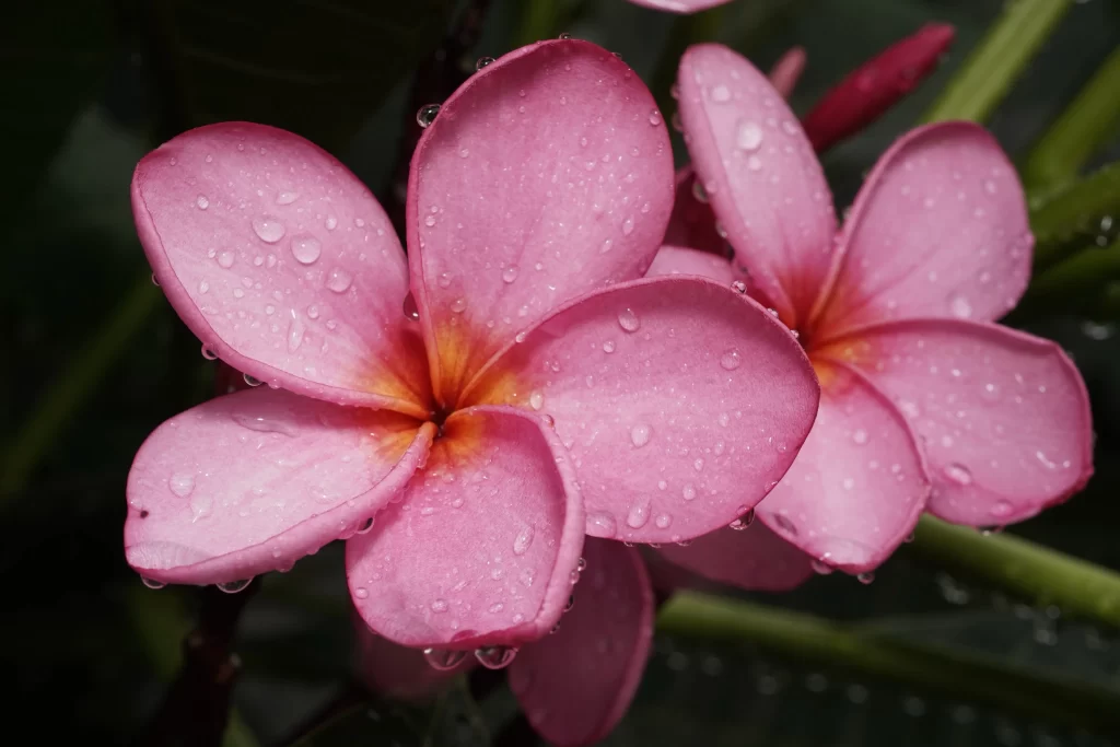 Pink Plumeria Petals Dewdrops Vibrant