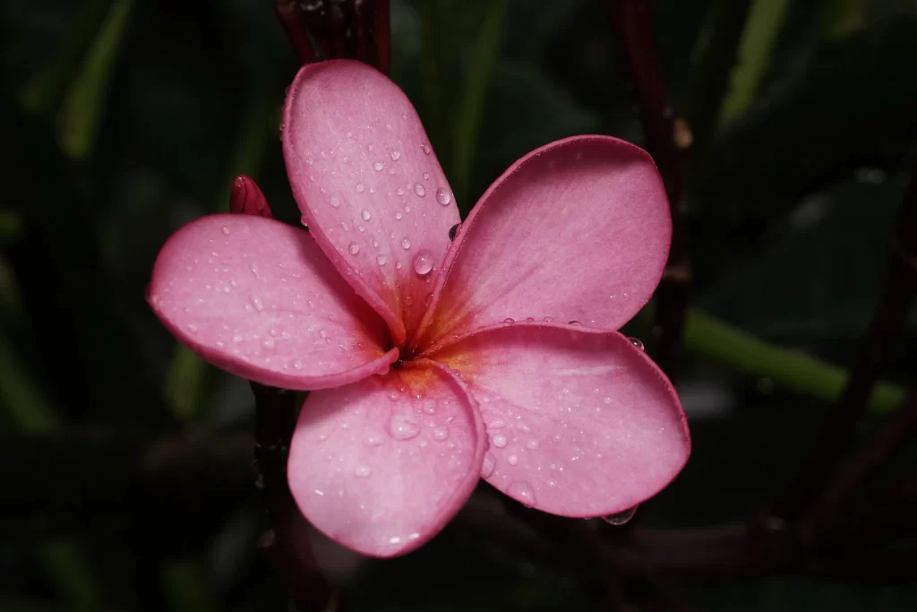 Pink Plumeria Petals Dewdrops Dark Background