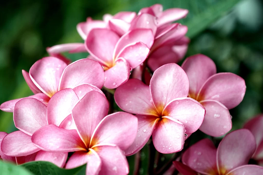 Pink Plumeria Petals Dewdrops Green warm Leaves