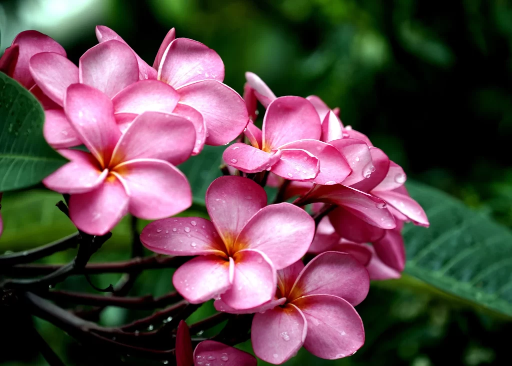Pink Plumeria Petals Dewdrops Green gray Leaves