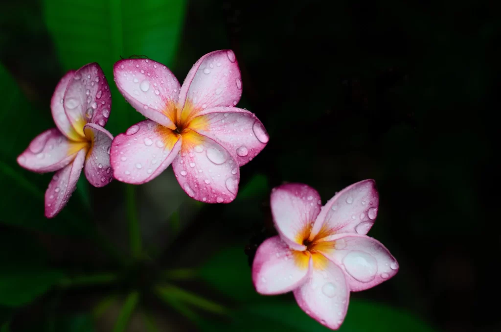 Pink Plumeria Petals Dewdrops Yellow Center