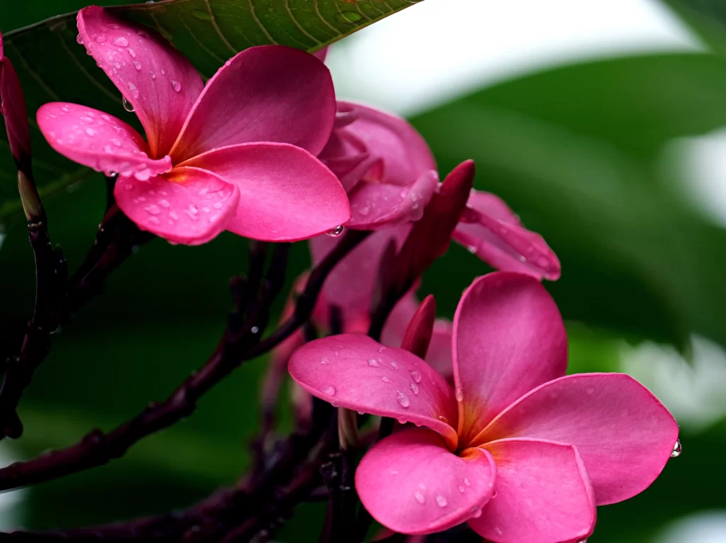 Pink Plumeria Petals Dewdrops Green warm Leaves