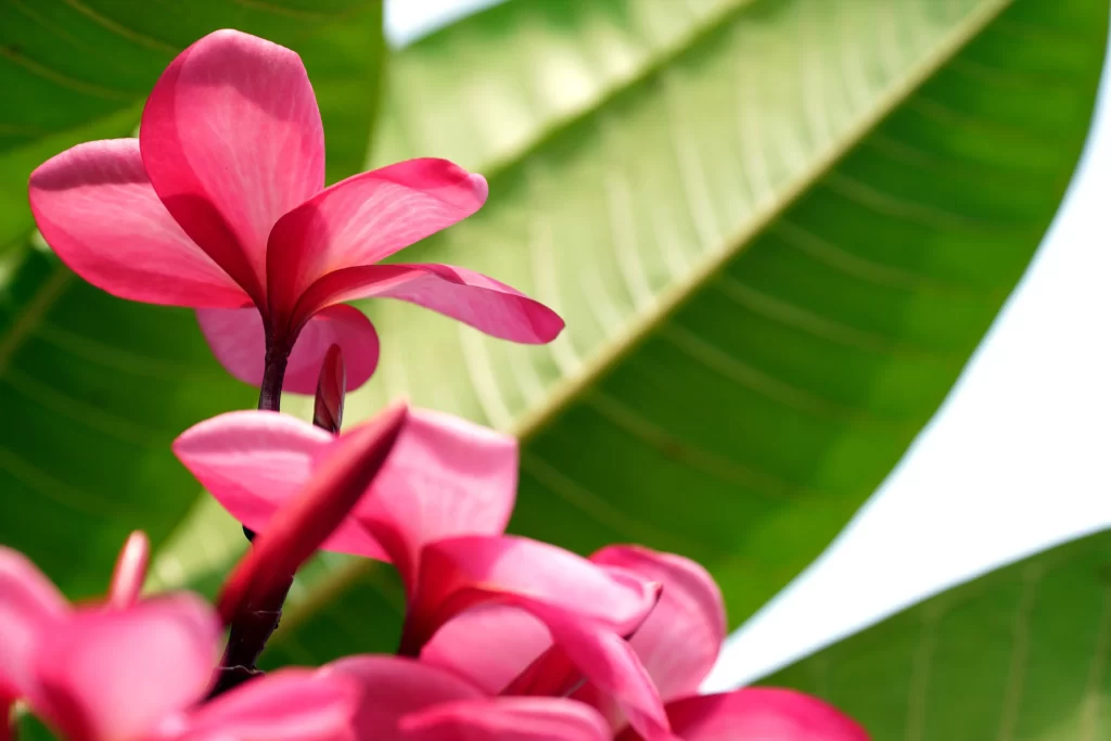 Pink Plumeria Petals Green warm Leaves