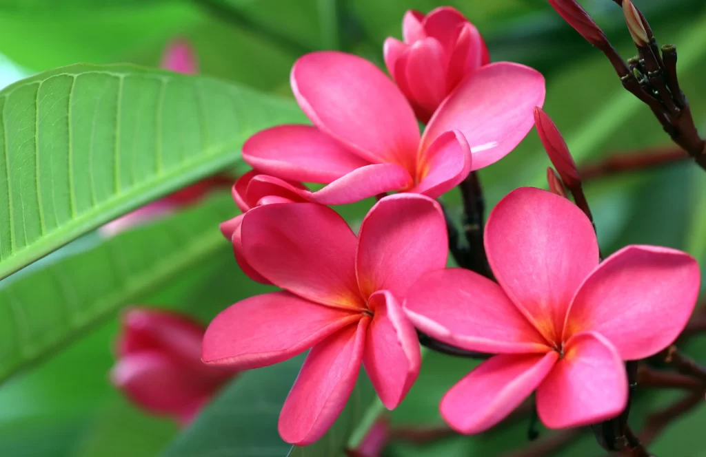 Pink Plumeria Petals Green gray Leaves