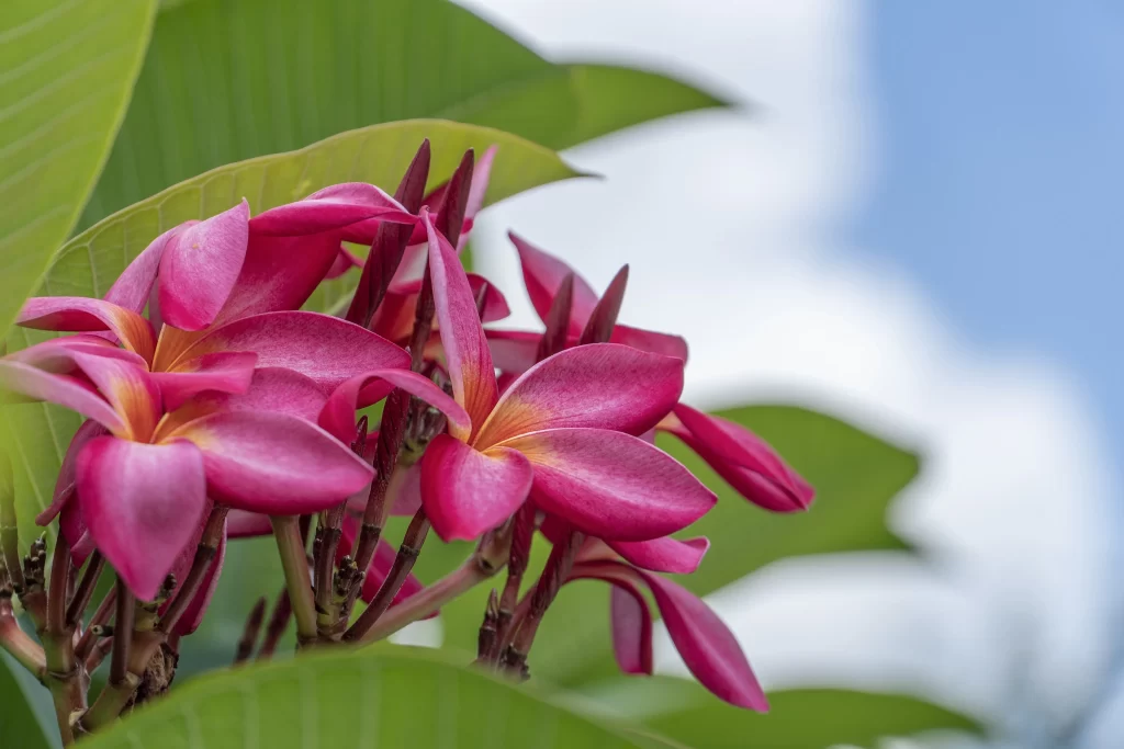Pink Plumeria Petals Green Leaves Blue Sky