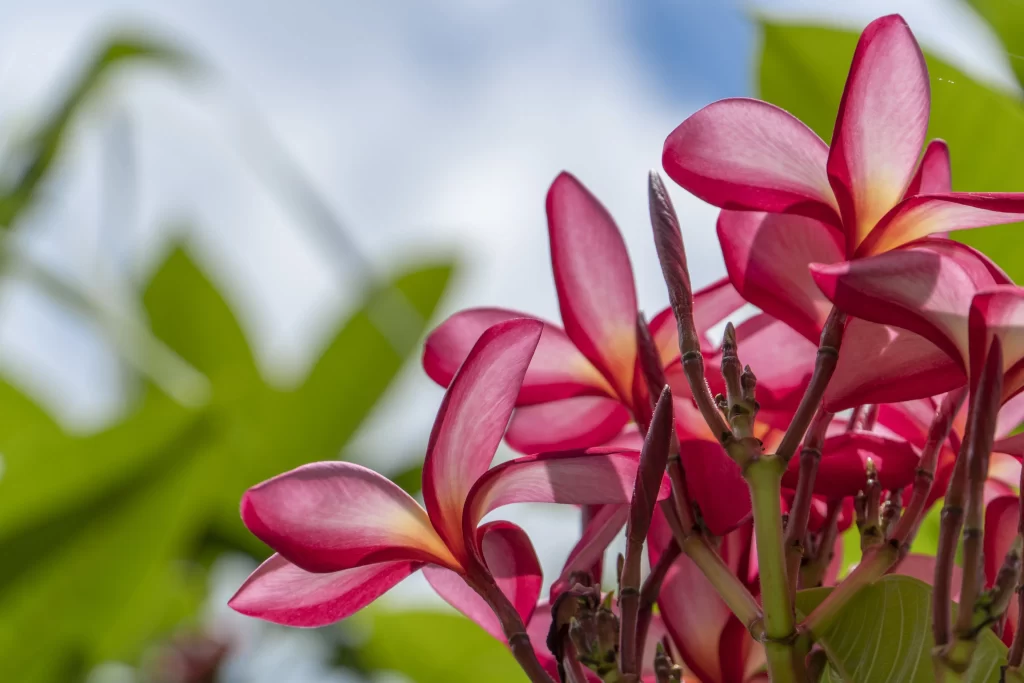 Pink Plumeria Petals Green gray Leaves
