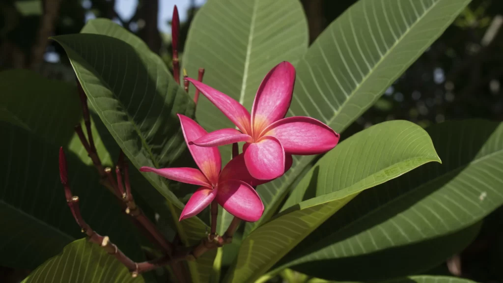 Pink Plumeria Petals Green gray Leaves
