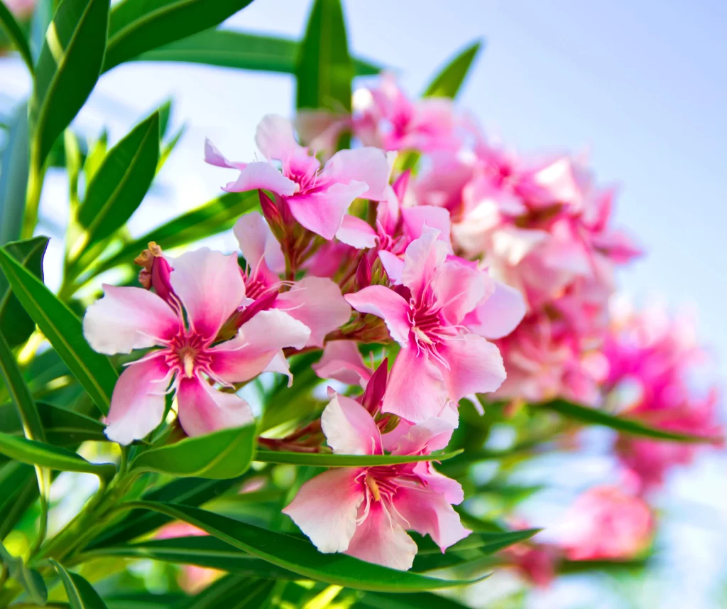 Pink Plumeria Petals Green Leaves Bright