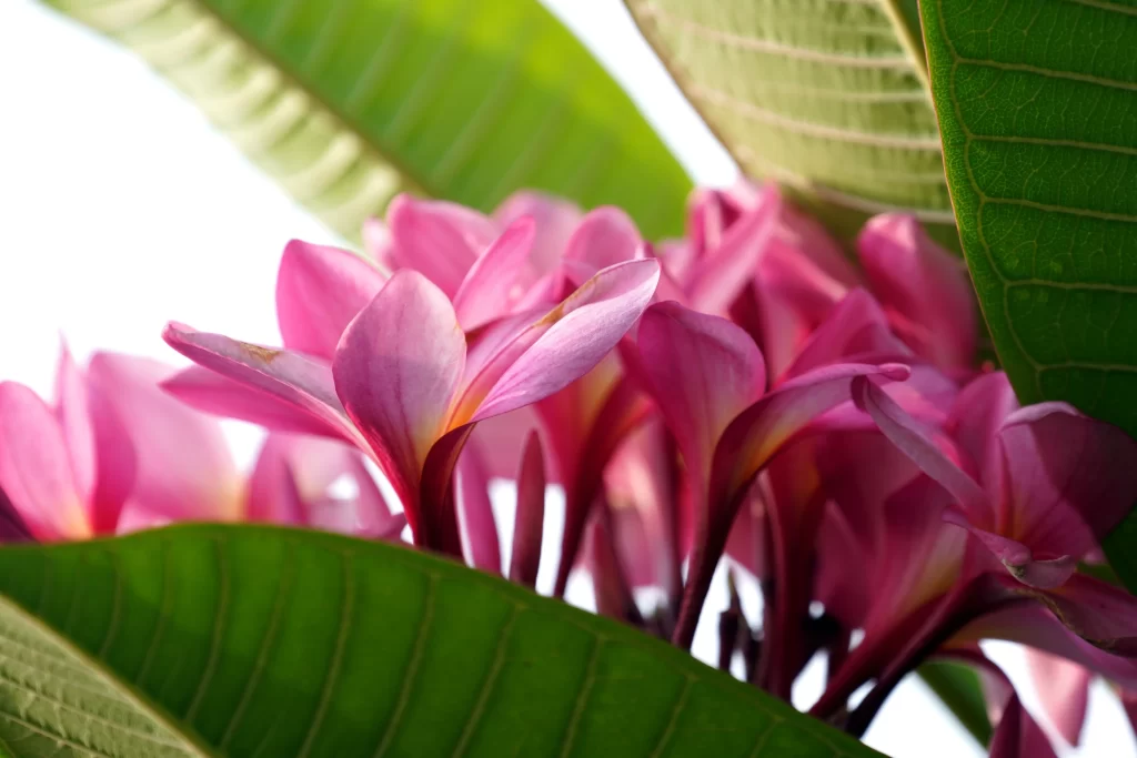 Pink Plumeria Petals Green gray Leaves