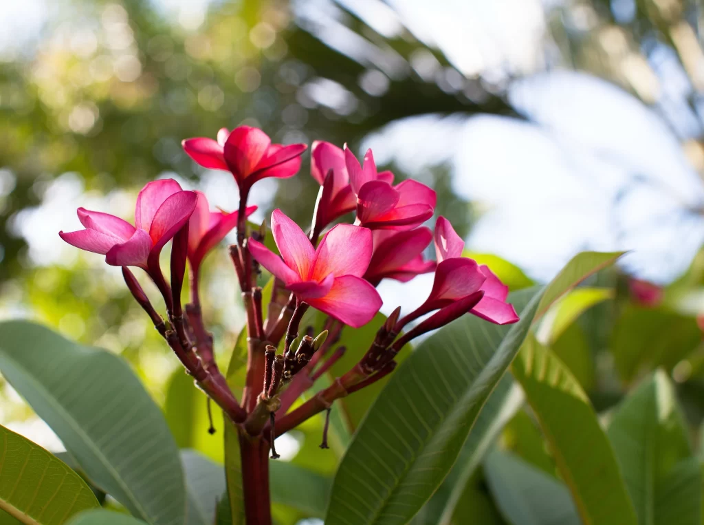 Pink Plumeria Petals Sunlight Green Leaves