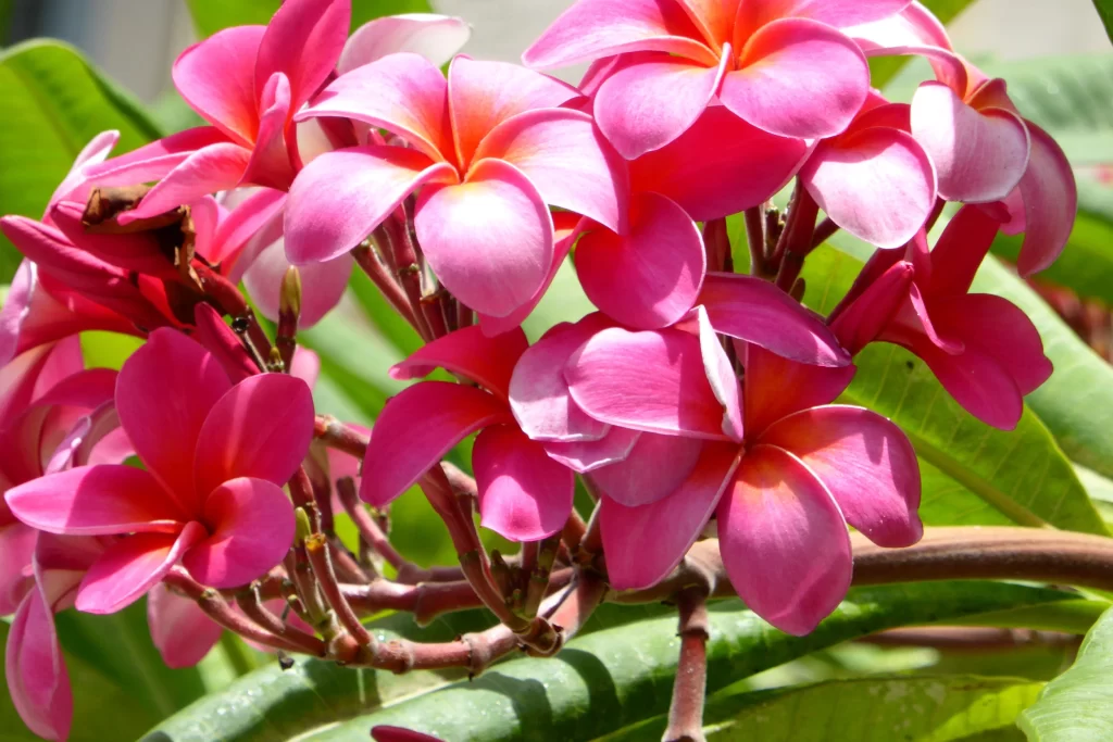 Pink Plumeria Petals Vibrant Green warm Leaves