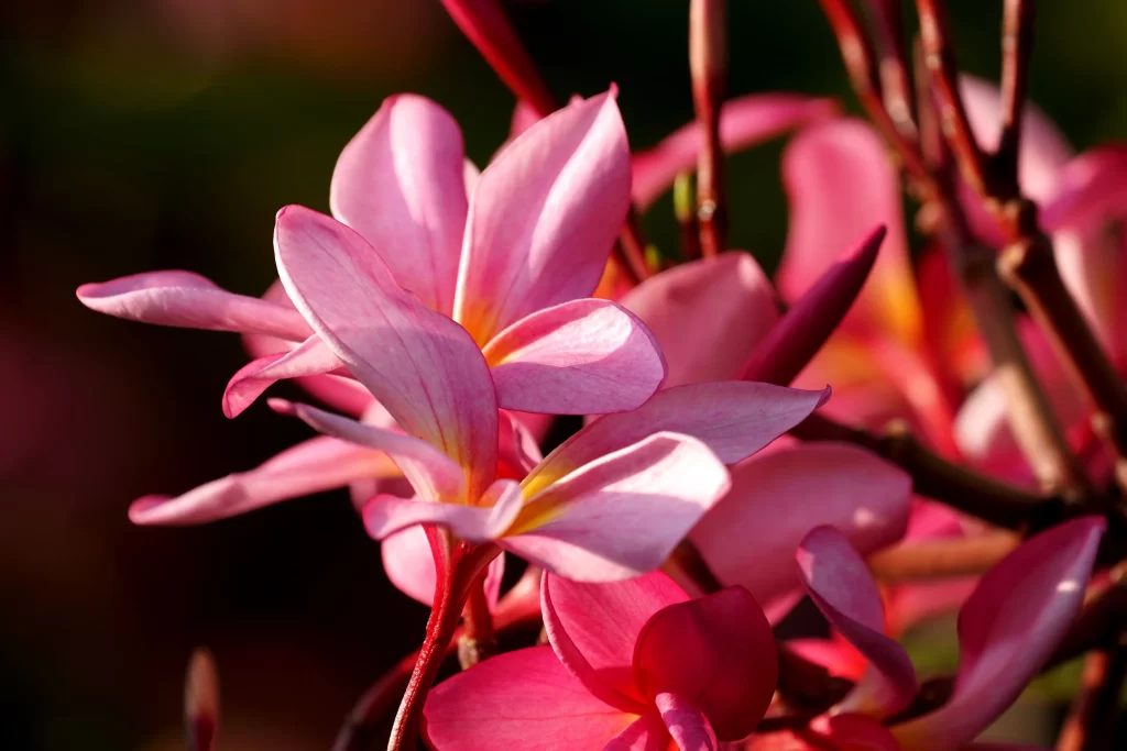 Pink Plumeria Petals Vibrant Sunlight