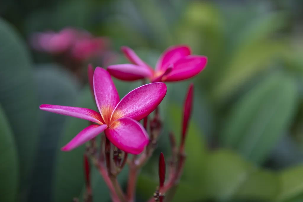 Pink Plumeria Petals Vibrant Greenery