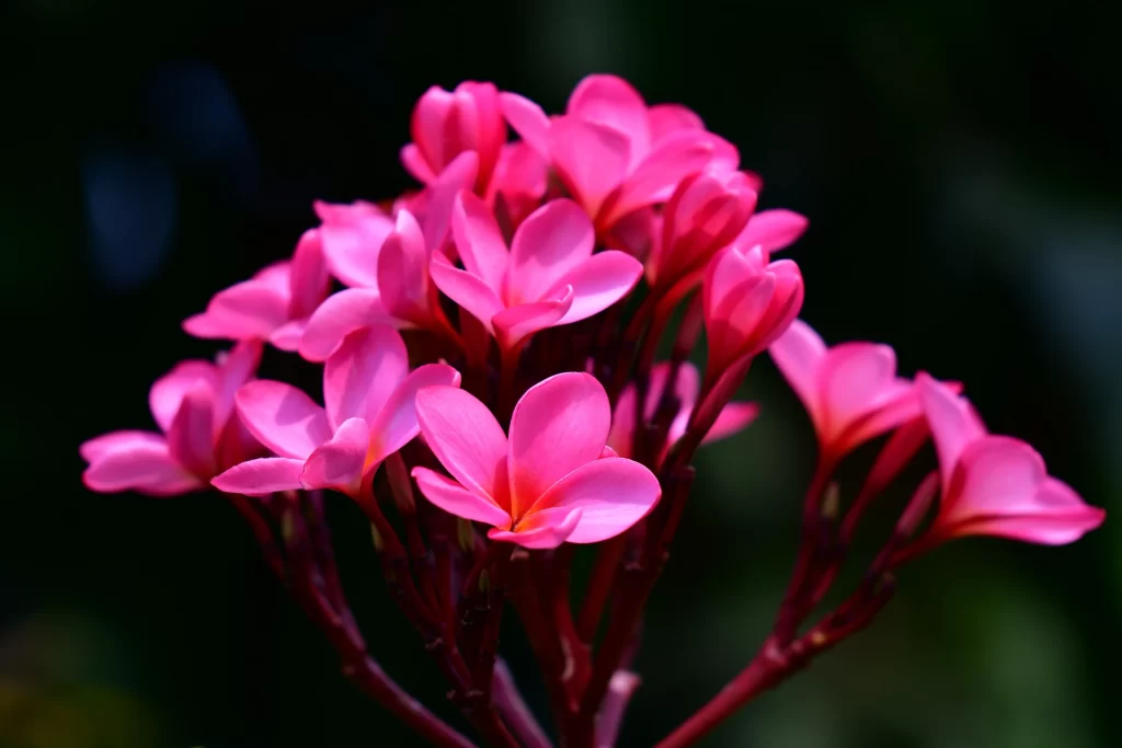 Pink Plumeria Petals Vibrant Blooms